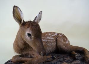 Young Deer